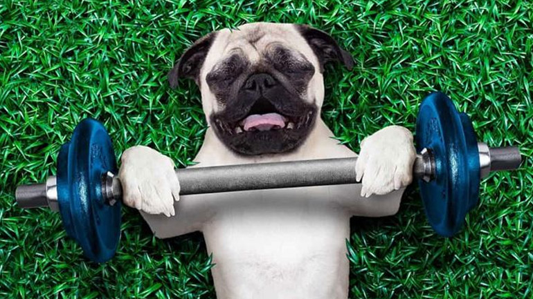 Πόση άσκηση χρειάζεται ο σκύλος μου καθημερινά;