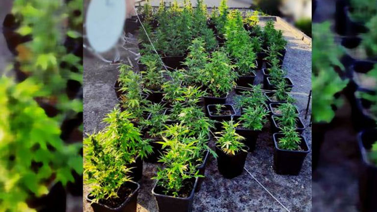 Είχε στο μπαλκόνι του ολόκληρη φυτεία κάνναβης