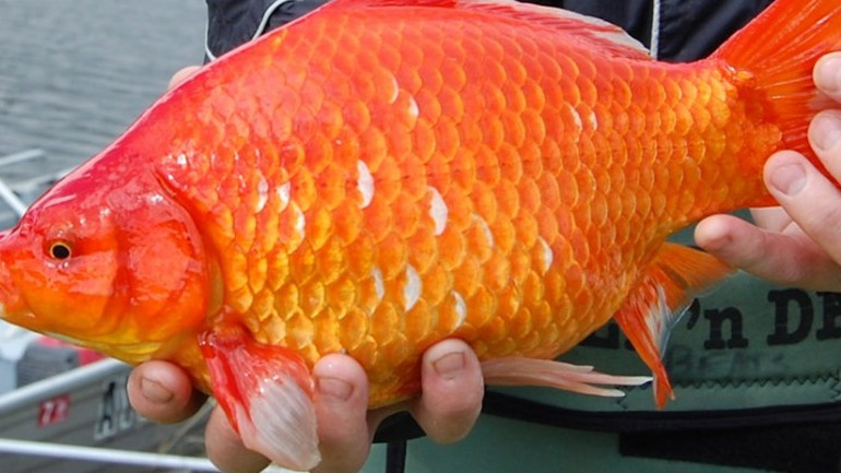 Μινεσότα: Οι Αρχές ζητούν από τους κατοίκους να μην απελευθερώνουν χρυσόψαρα στις λίμνες