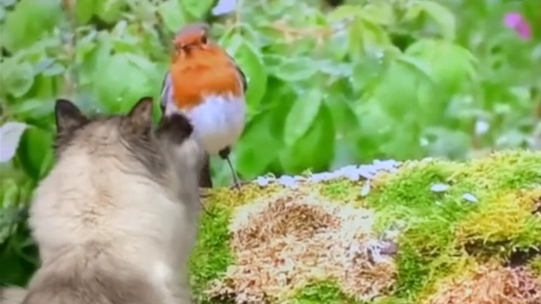 Η γάτα παρακολουθεί ντοκιμαντέρ 