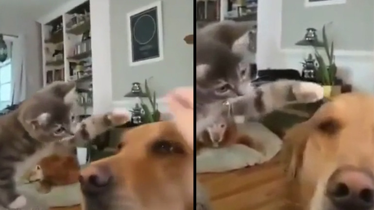 Γατάκι χαϊδεύει σκύλο Γατάκι χαϊδεύει σκύλο