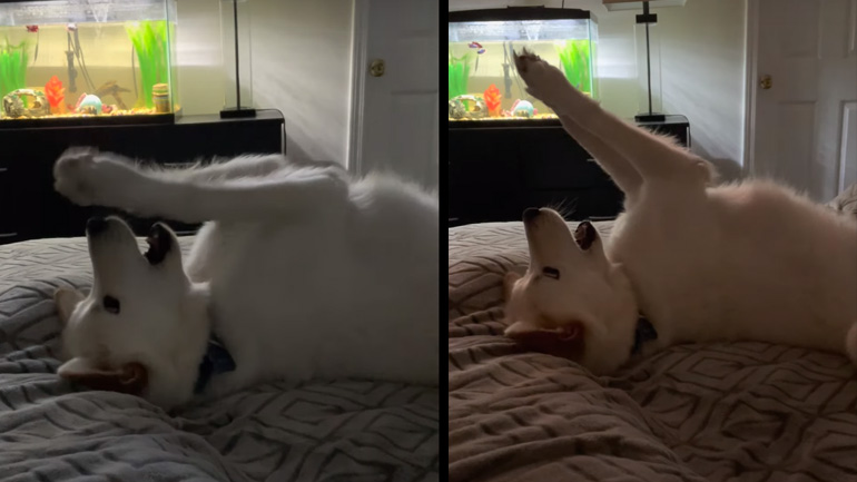 Σκύλος παίζει με φανταστικό παιχνίδι