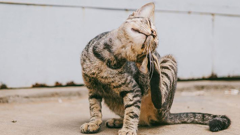 Γιατί η γάτα μου ξύνεται συνεχώς;