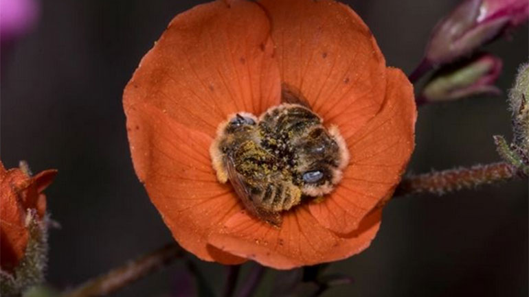 Δύο μέλισσες παίρνουν έναν υπνάκο μέσα σε ένα λουλούδι