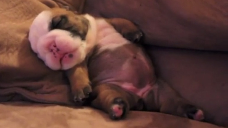 Κουτάβι κοιμάται στον καναπέ