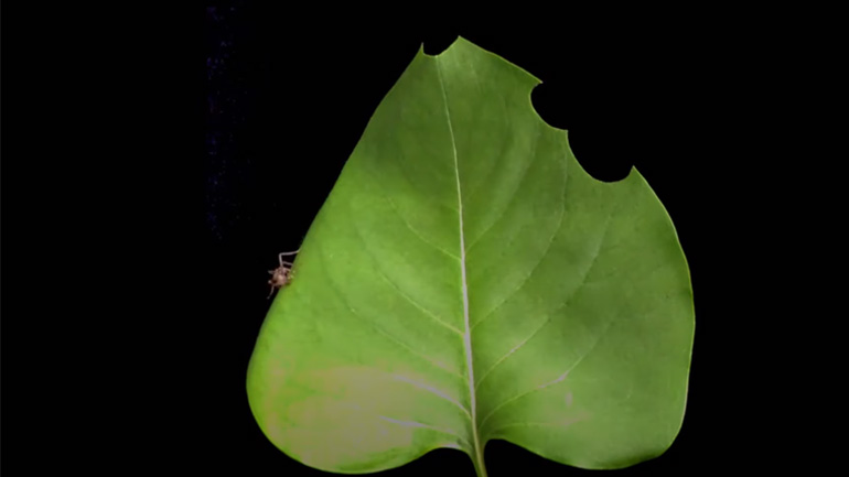 Mυρμήγκια σε timelapse video