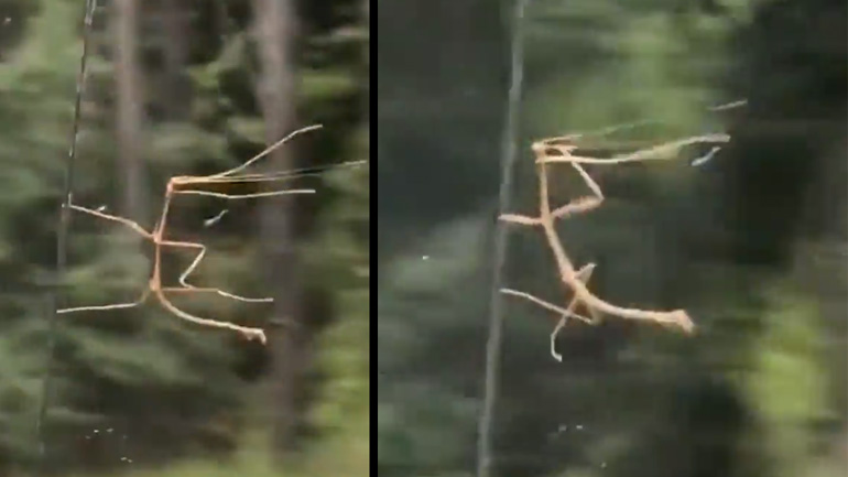 Έντομο σε πτήση 