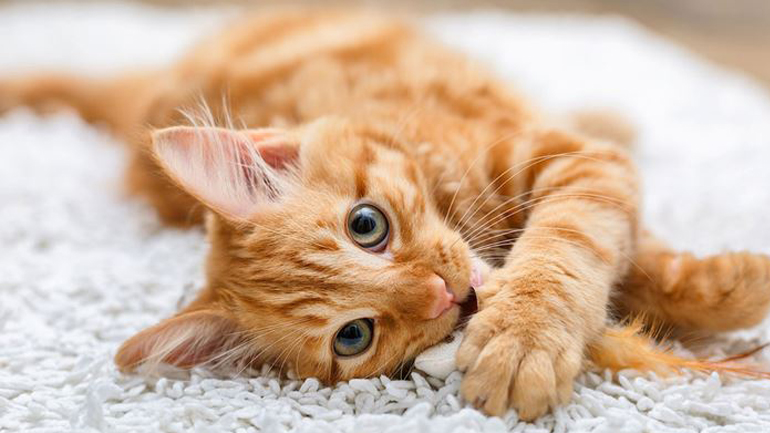 Πώς να ανακουφίσετε τη γάτα απο το στρες