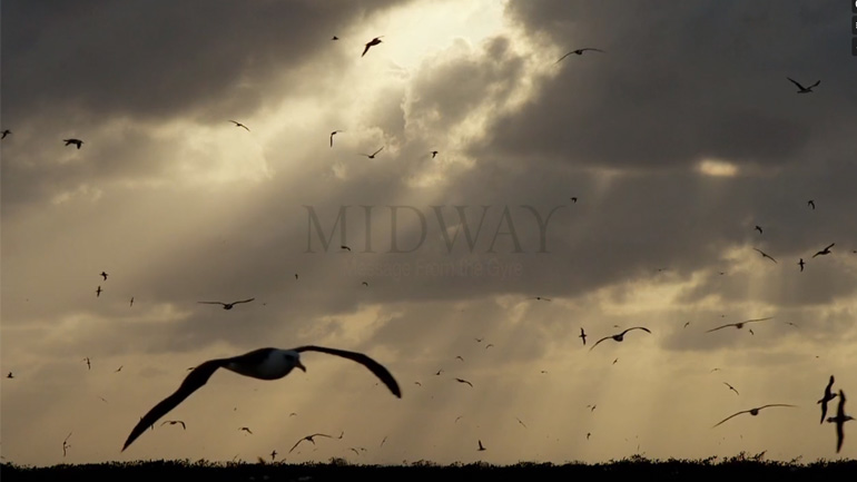 To νησί των νεκρών πουλιών