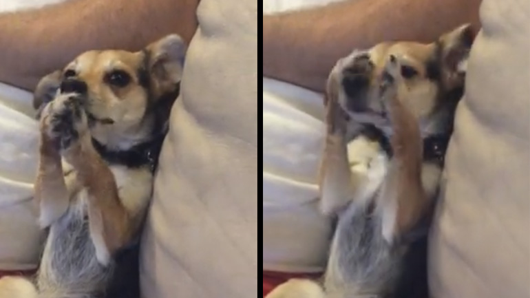 Ο σκύλος που νόμιζε πως είναι γάτα