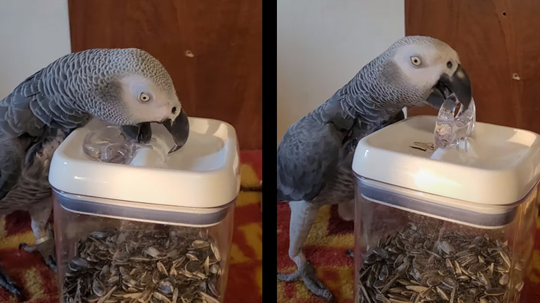 Παπαγάλος ανοίγει το βάζο με τα σνακ