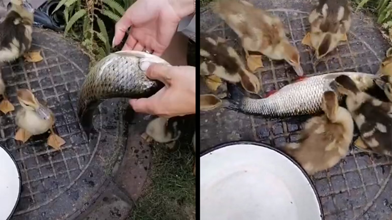 Εύκολo καθάρισμα ψαριού