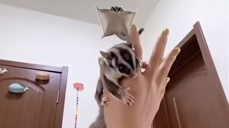 Sugar gliders προσγειώνονται στο χέρι της ιδιοκτήτριάς τους Sugar gliders προσγειώνονται στο χέρι της ιδιοκτήτριάς τους