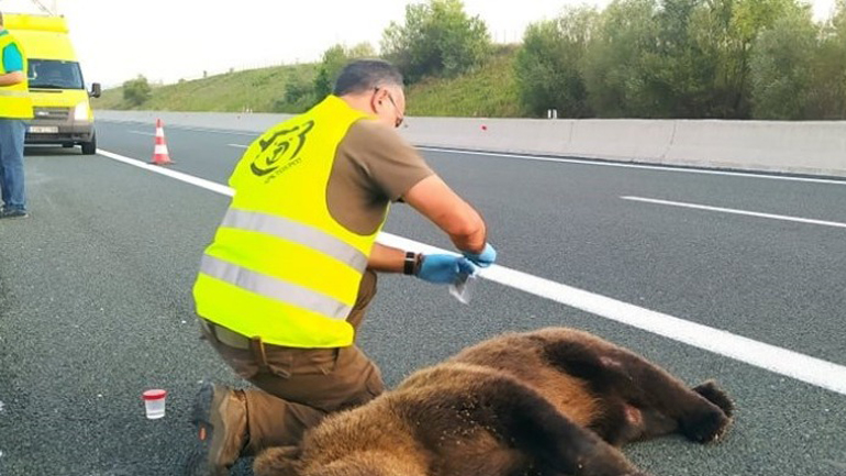 Κοζάνη: Τροχαίο με θύμα νεαρή αρκούδα στον κάθετο άξονα της Εγνατίας Οδού στο Καλονέρι