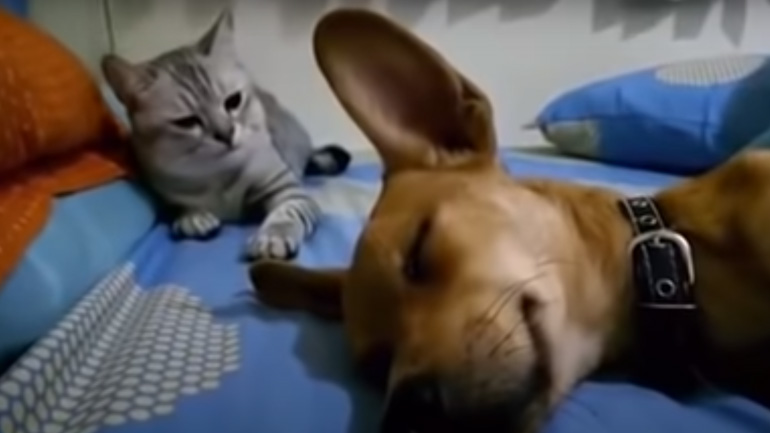 Καλά δεν ντρέπεσαι;