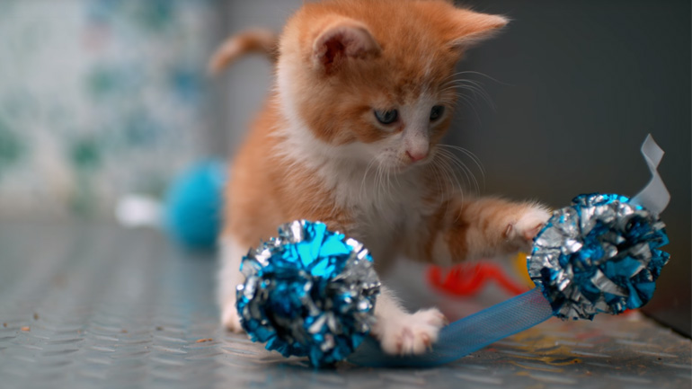 Γατάκια σε αργή κίνηση