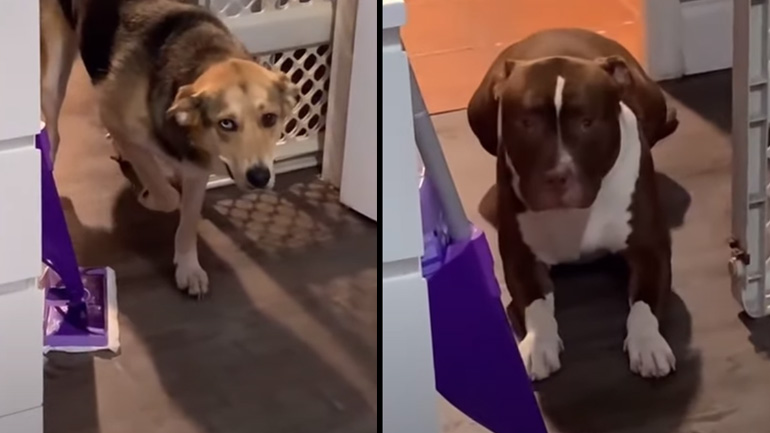 Ποιος το έκανε αυτό;