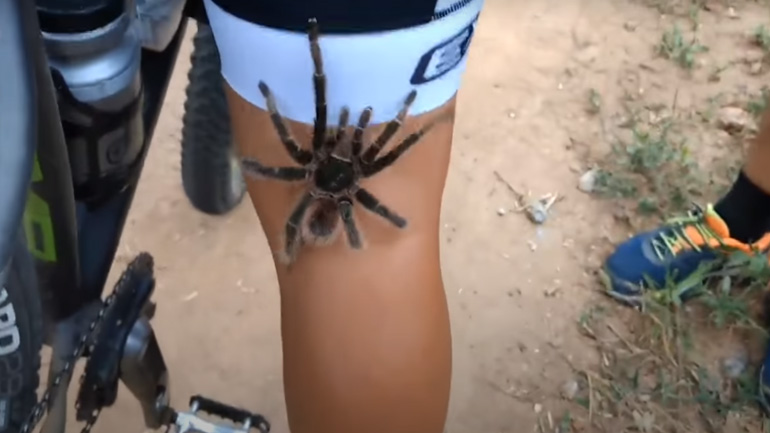 Ταραντούλα σκαρφαλώνει στο πόδι ενός ποδηλάτη