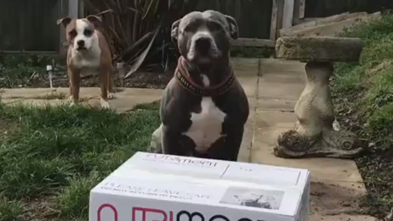 O σκύλος κάνει unboxing