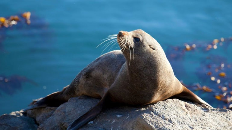 Βαρβαρότητα στην Αλόννησο: Σκότωσαν με ψαροντούφεκο τον «Κωστή», τη διάσημη φώκια του νησιού Βαρβαρότητα στην Αλόννησο: Σκότωσαν με ψαροντούφεκο τον «Κωστή», τη διάσημη φώκια του νησιού