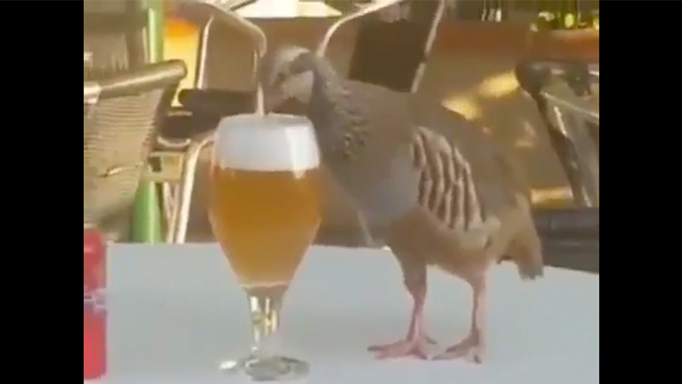 Πέρδικα πίνει μπίρα