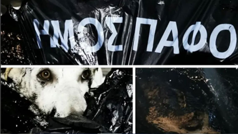 Φρίκη: Έλουσαν με πίσσα σκυλάκια και τα πέταξαν ζωντανά στα σκουπίδια