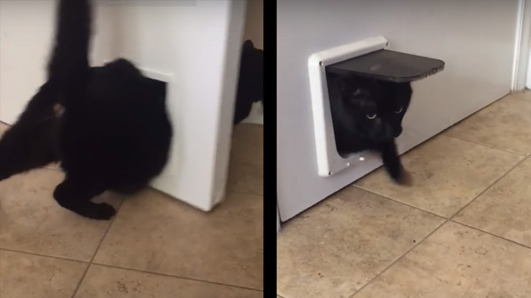 H χοντρή γάτα σφήνωσε στην πόρτα