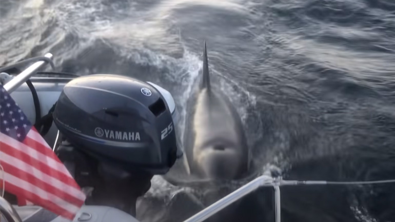 Όρκες επιτίθονται σε γιοτ