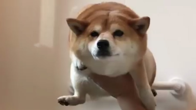 Σκύλος κολυμπάει στον αέρα