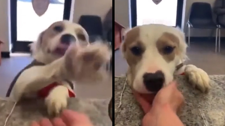 Το ευγενικό σκυλί