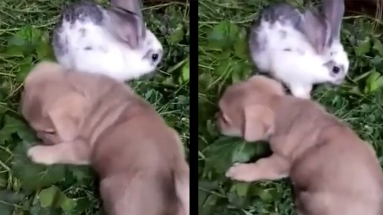 Kουτάβι κάνει παρέα με κουνέλια