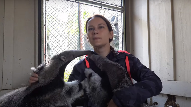 Γυναίκα φροντίζει δύο μυρμηγκοφάγους