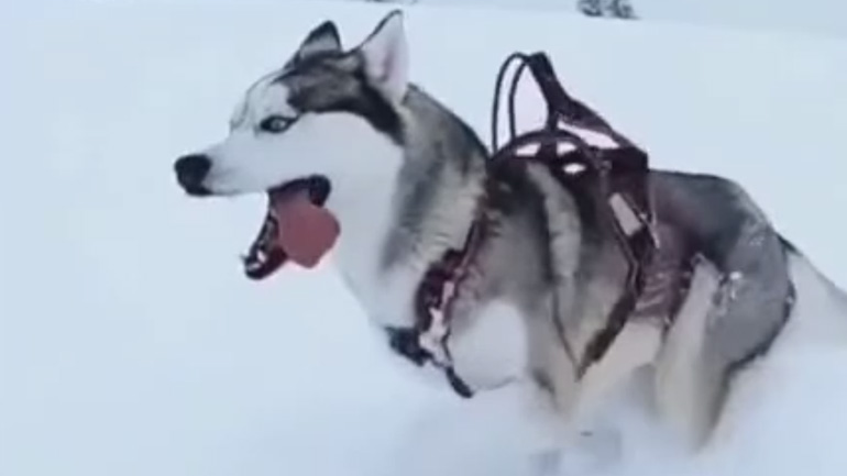 Χάσκι: προσδοκίες και πραγματικότητα