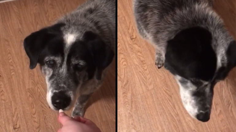 Σκύλος παίρνει το χάπι του