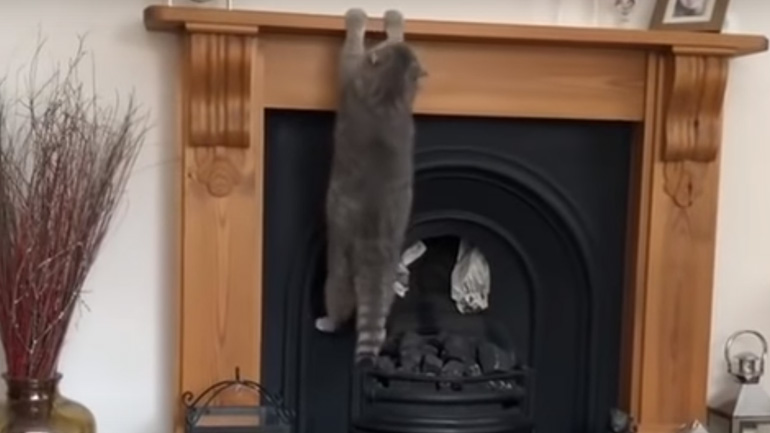 Γάτα vs τζάκι