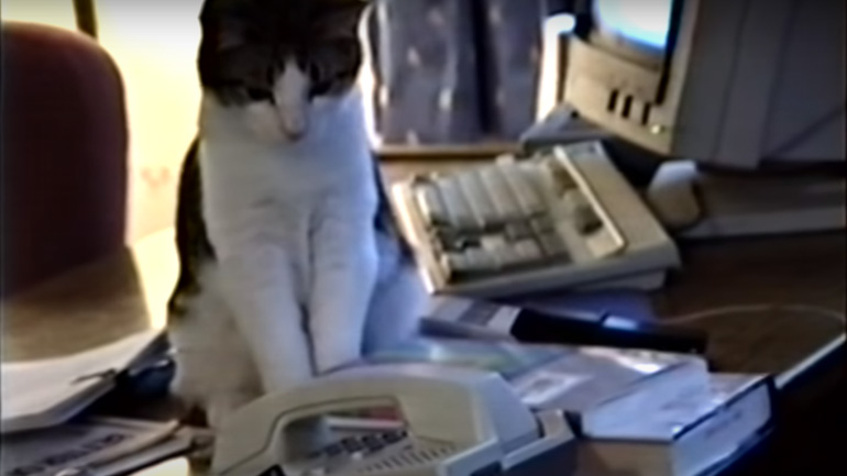 Γάτα απαντά στο τηλέφωνο