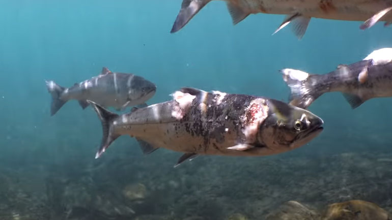 Απίστευτο: Σολομοί ψήνονται ζωντανοί σε ποταμό λόγω υψηλών θερμοκρασιών