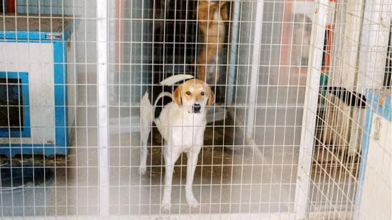 Κολαστήριο για τα σκυλιά λόγω καύσωνα το παράνομο Δημοτικό Κυνοκομείο Άρτας