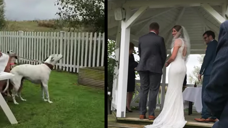 Ο σκύλος είναι αντίθετος με αυτόν τον γάμο