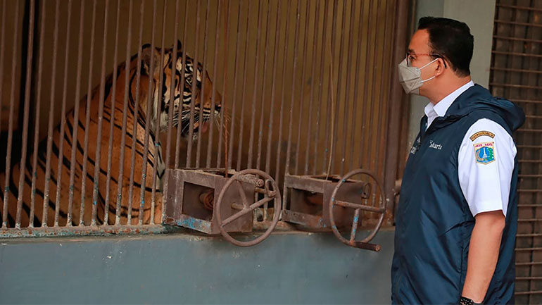 Ινδονησία: Θετικές στον κορωνοϊό δύο τίγρεις της Σουμάτρας