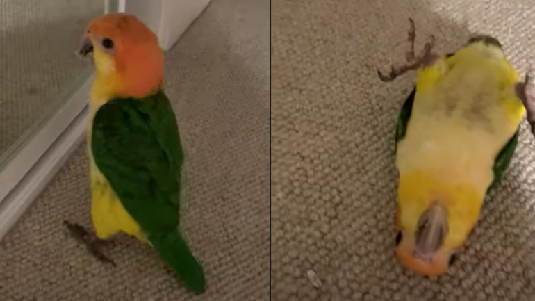 Ο παπαγάλος παριστάνει τον νεκρό