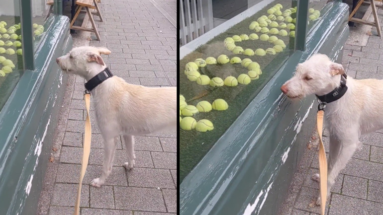 Θέλω μια μπάλα!