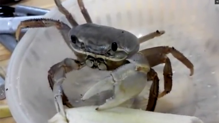 Καβούρι τρώει φρούτο