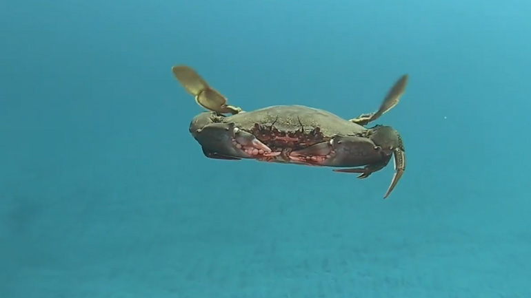 Tο καβούρι που πετάει