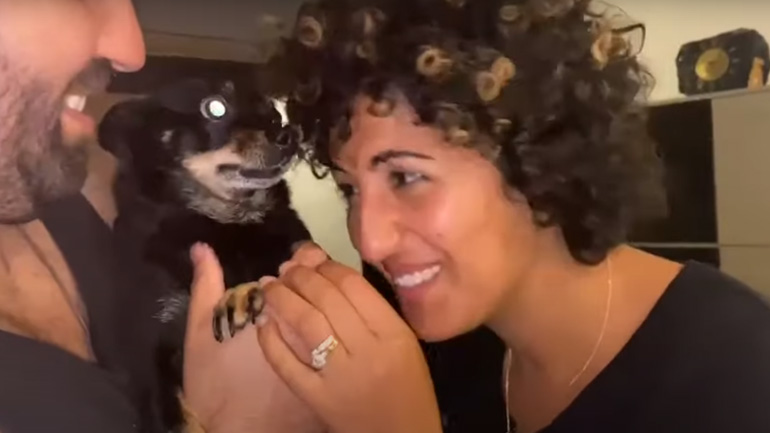 Ο σκύλος δεν θέλει φιλιά