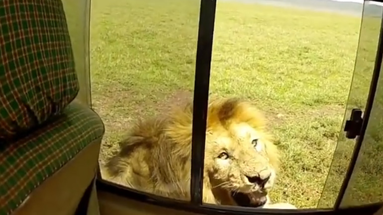 Ήθελε να χαϊδέψει το λιοντάρι 