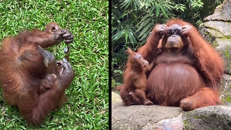 Oυρακοτάγκος δοκιμάζει γυαλιά ηλίου