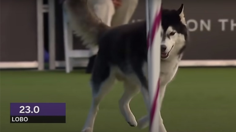 Husky εναντίον Border Collie σε αγώνα