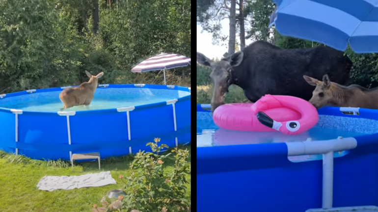 Tάρανδοι δροσίζονται σε πισίνα