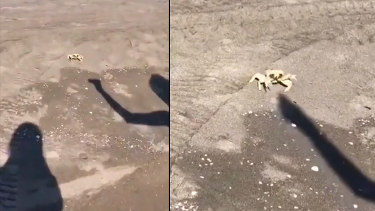 Καβούρι τσακώνεται με μια σκιά